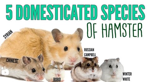 hamster.com wikipedia|are hamsters domesticated.